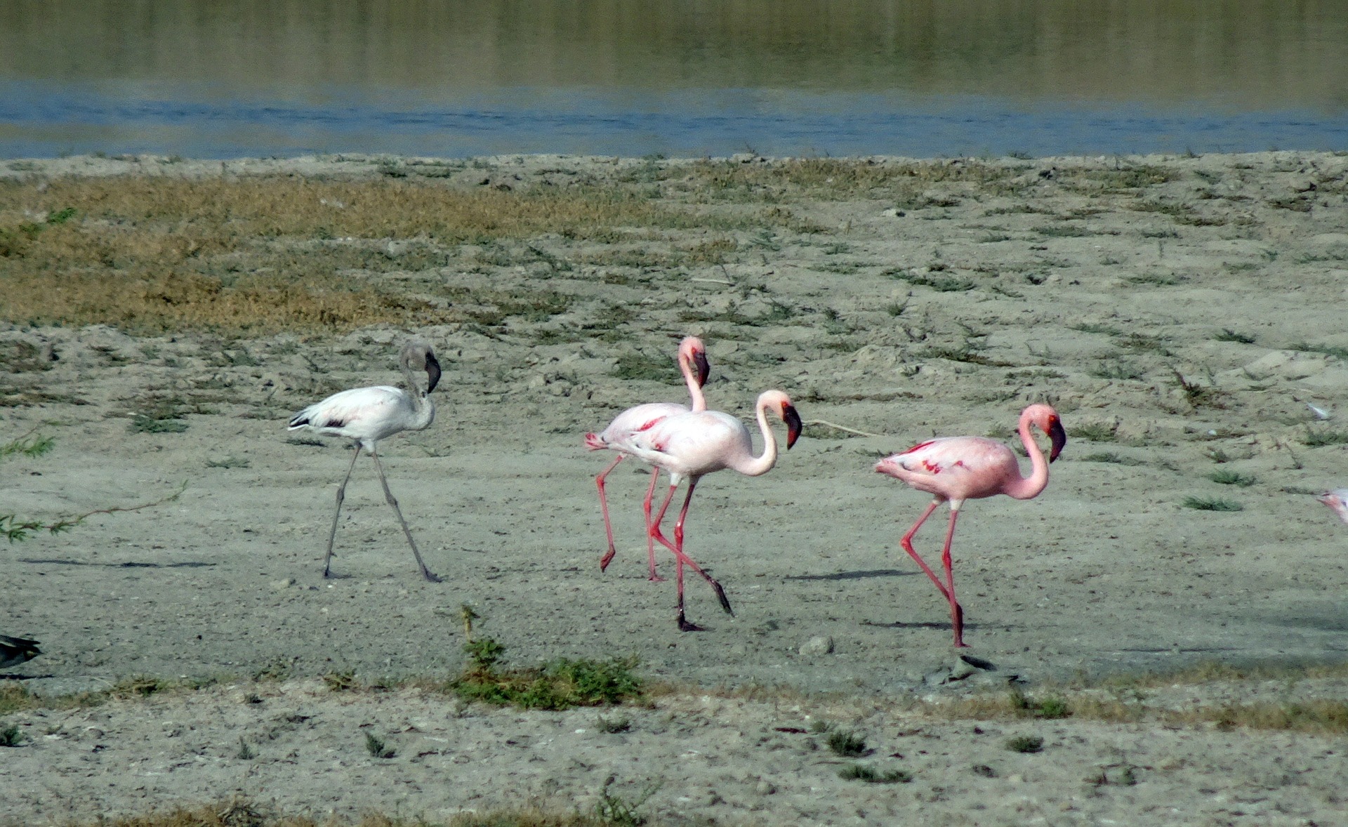 Rudra.Tours: Rann of Kutch on  the sea front in our Gujarat Tour. Exquisite Natural Formation